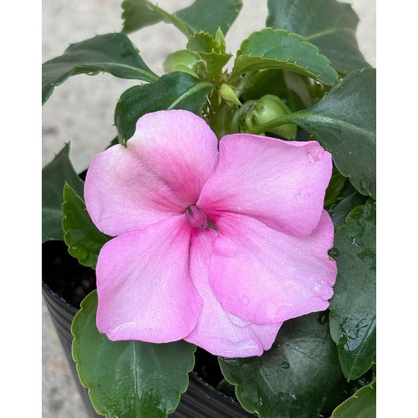 [26年4月上旬予約]インパチェンス：ビーコン　ライトピンク3-3.5号ポット