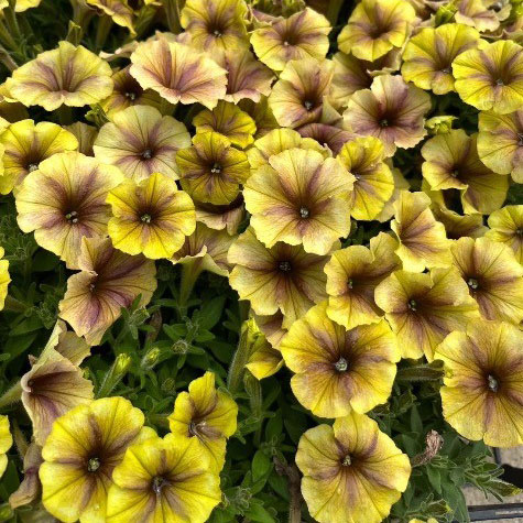 ペチュニア：マチュアアプリコット3号ポット