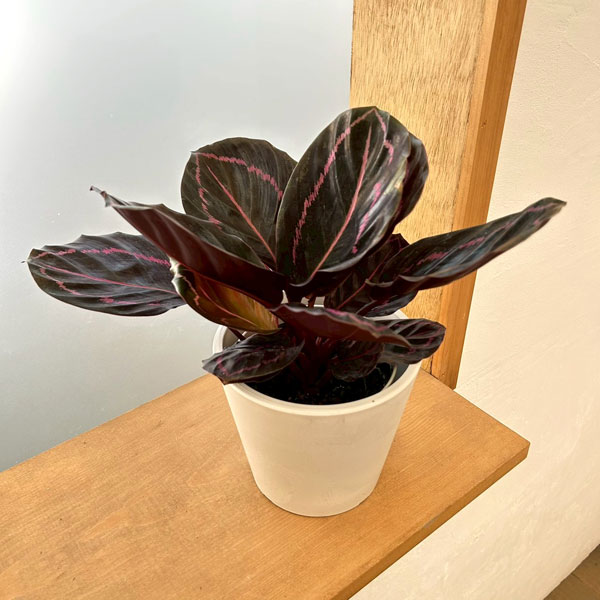 カラテア：ドッティ　4号鉢入り　鉢カバー付き(樹脂製鉢カバー・シティローMホワイト)