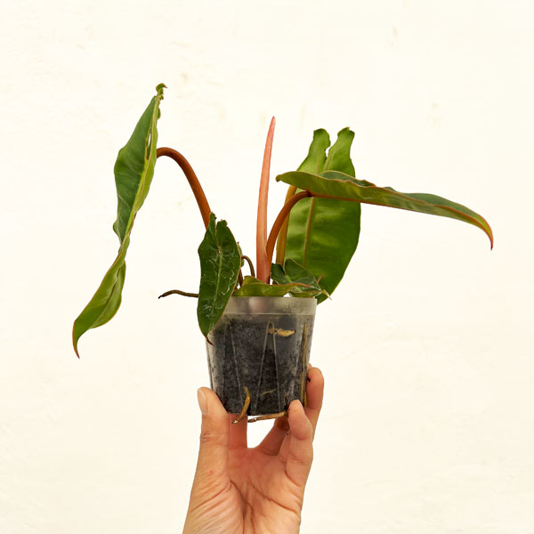 フィロデンドロン：ビレッティア　 2.5号ネガミエル植え