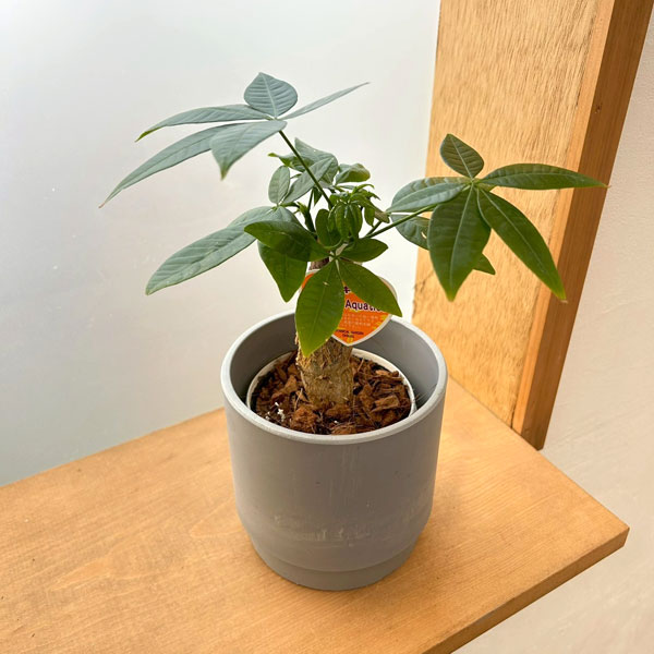 パキラ：グラブラ　3.5号ポット　鉢カバー付き(SKステップH12：アッシュグレイ)