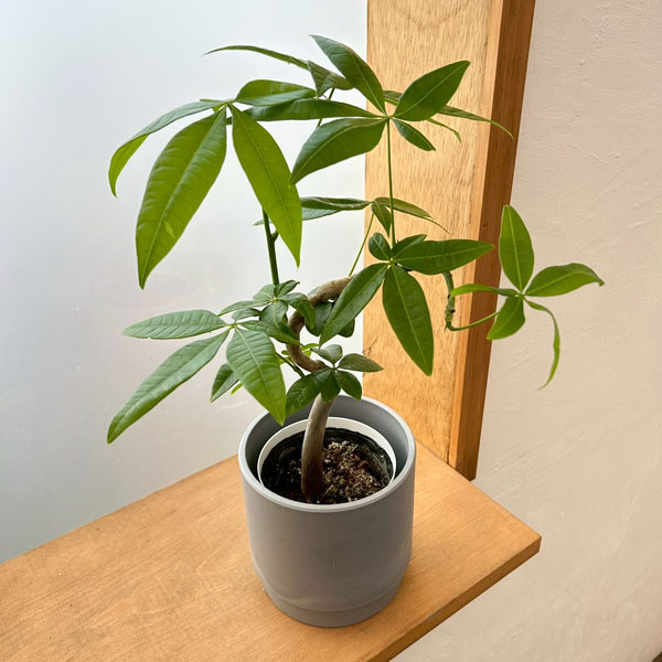 パキラ：グラブラ（ちょっと曲げ仕立て）　3.5号鉢入り　鉢カバー付き(SKステップH12：アッシュグレイ)