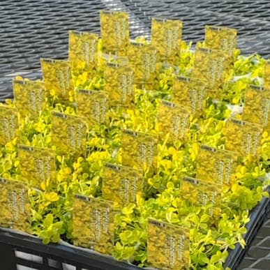 トリフォリウム・イエローリボン黄金葉3号ポット 12株セット