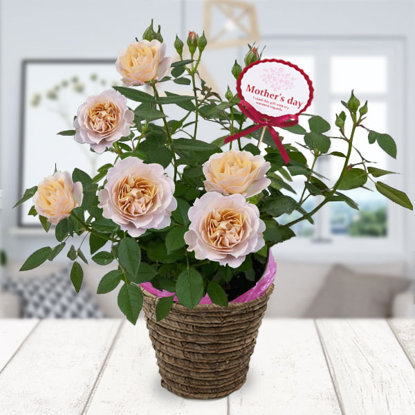 [送料無料][2026年 母の日ギフト][予約]ミニバラ：カーナ・ハニーゴールド5号鉢植え