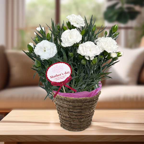 [送料無料][2026年 母の日ギフト][予約]カーネーション：白 5号鉢植え