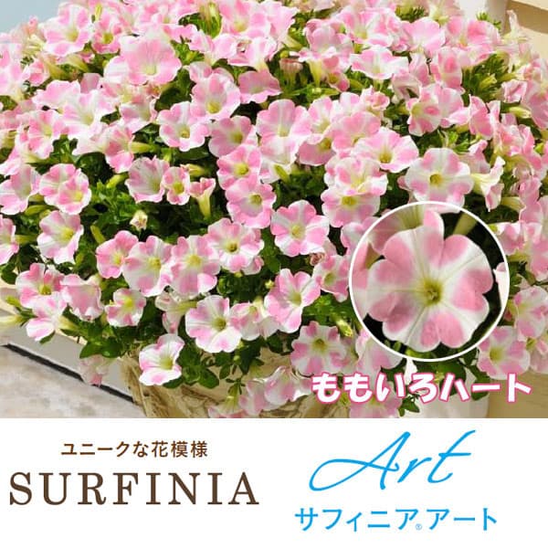 ペチュニア：サフィニアアートももいろハート5号吊り鉢植え