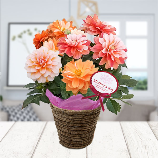 [送料無料][2026年 母の日ギフト][予約]ダリア：ラベラ・グランデ　キャラメル5号鉢植え*[ダリア 母の日プレゼント]