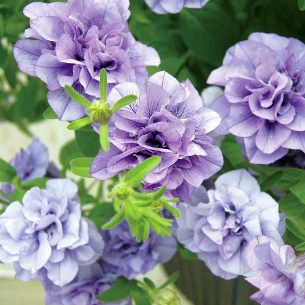 ペチュニア：サフィニア　フリルライラックブルー5号鉢植え (R)