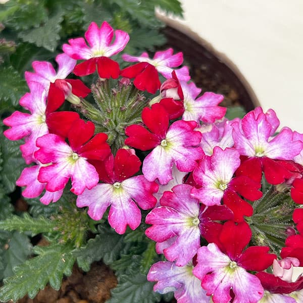 バーベナ：ドラムス パープルレッド3.5号ポット