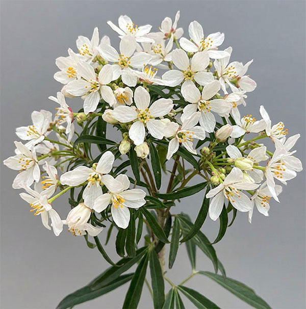 メキシカンオレンジ（チョイシア・テルナータ）： アステカパール4.5号ポット