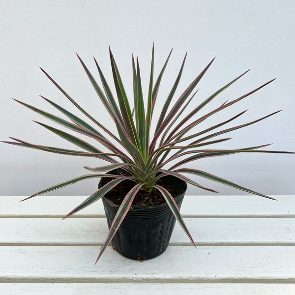 ユッカ：アロイフォリア バリエガータ（斑入り）5号ポット