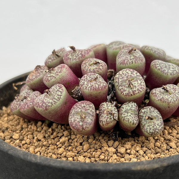 コノフィツム（原種系）：オブコルデルム　ウルシュプルンギアナム3.5号ポット26-02