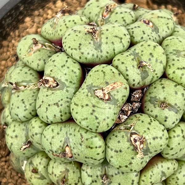 コノフィツム（原種系）：オブコルデルム　3.5号ポット26-03