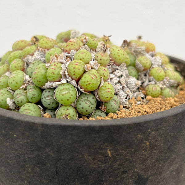 コノフィツム（原種系）：ユビフォルメ メレアグリス 3.5号ポット26-02