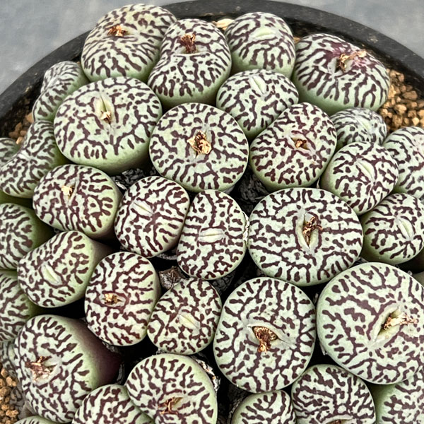 コノフィツム（原種系）：ミニマム　ウィッテベルゲンセ　リトルスプリーフォンテイン　3.5号ポット26-02