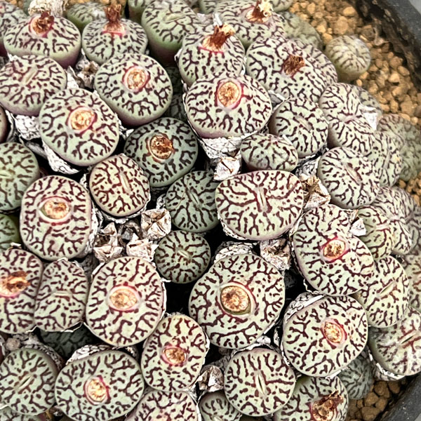 コノフィツム（原種系）：ミニマム　ウィッテベルゲンセ　3.5号ポット26-04