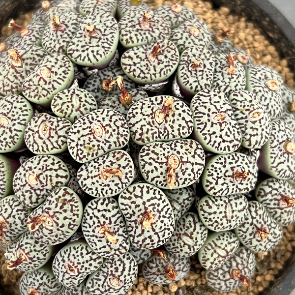 コノフィツム（原種系）：ミニマム　ウィッテベルゲンセ　3.5号ポット26-05