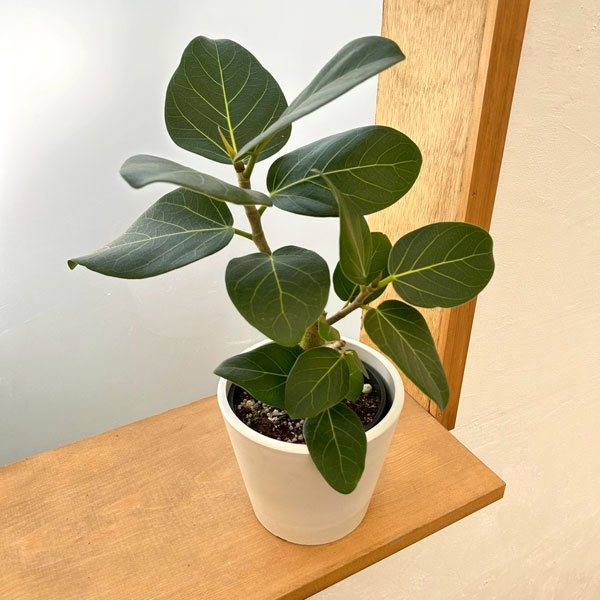 フィカス：ベンガレンシス　オードリー　3.5号鉢植え鉢カバー付き(樹脂製鉢カバー・シティローMホワイト)*