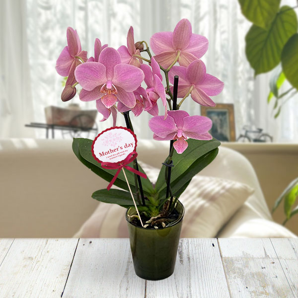 [送料無料][2026年 母の日ギフト][予約]ミディコチョウラン：シスコ2本立ち ラント Lサイズ