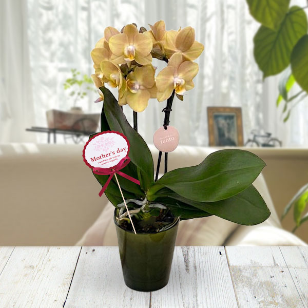 [送料無料][2026年 母の日ギフト][予約]ミディコチョウラン：マロン2本立ち ラント Lサイズ