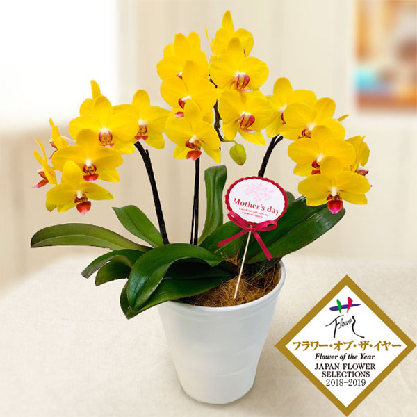 [送料無料][2026年 母の日ギフト][予約]ミディコチョウラン（胡蝶蘭）：ナオミゴールド3本立ち5.5号陶器鉢植え