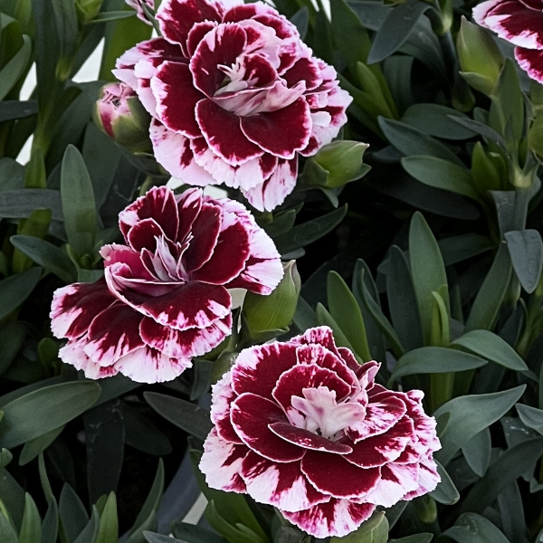 ダイアンサス：チョコレートギフト11cmポット 6株セット