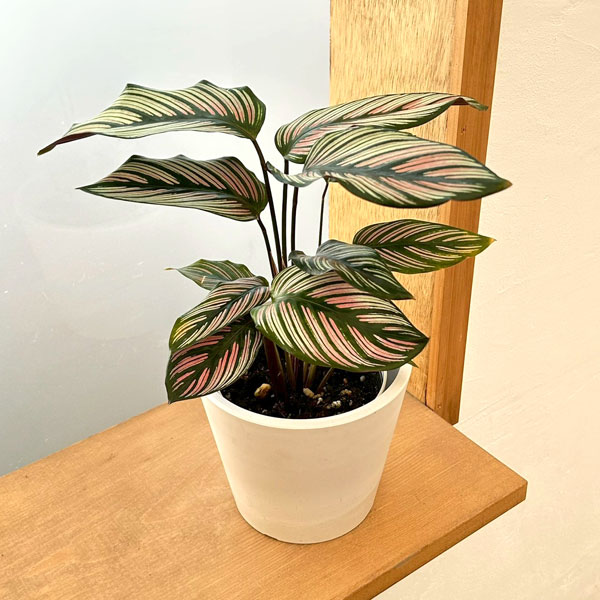 カラテア：ホワイトスター　4号鉢植え　鉢カバー付き(樹脂製鉢カバー・シティローMホワイト)