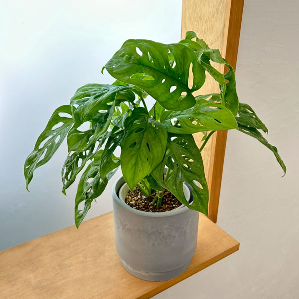 マドカズラ　4号鉢入り　鉢カバー付き(SKステップH15：アッシュグレイ)