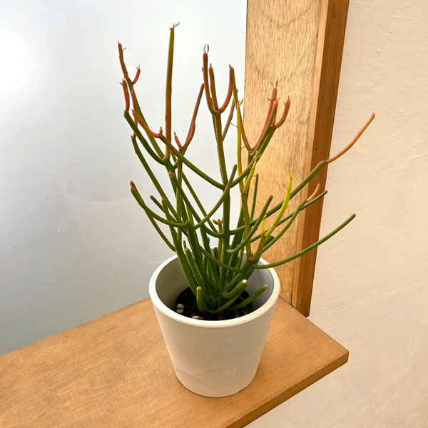 ミルクブッシュ：スティック・オン・ファイヤー3号ポット　鉢カバー付き(樹脂製鉢カバー・シティローMホワイト)