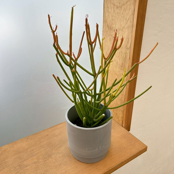 ミルクブッシュ：スティック・オン・ファイヤー3号ポット　鉢カバー付き(SKステップH12：アッシュグレイ)