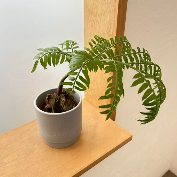 リュウビンタイ 3.5号鉢　鉢カバー付き(SKステップH12：アッシュグレイ)