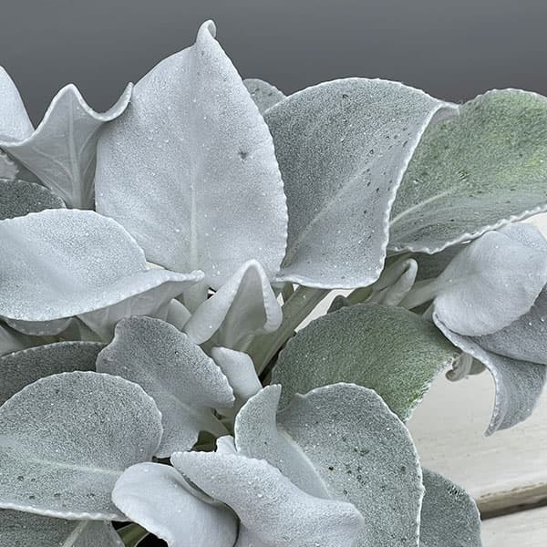 セネシオ：エンジェルウイングス4号ポット