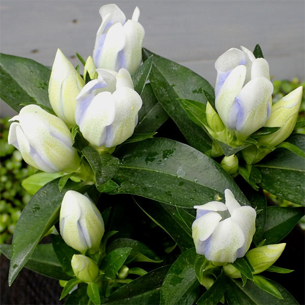 安代リンドウ(あしろりんどう)：クリスタルアシロの2年充実苗3.5号ポット