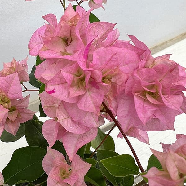 ブーゲンビリア八重咲き：ライトピンク系4号ポット