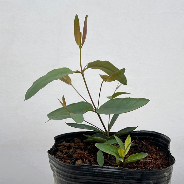 ユーカリ：オリダ（ストロベリーガム）5号ポット