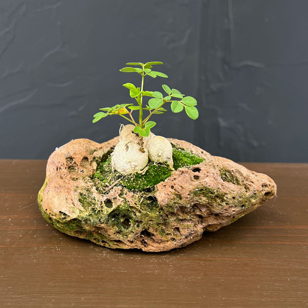 モリンガ：オレイフェラ（わさびの木・マルンガイ）塊根仕立て・実生苗　軽石鉢植え26-01