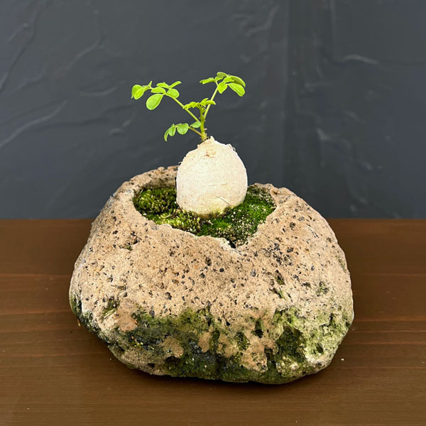 モリンガ：オレイフェラ（わさびの木・マルンガイ）塊根仕立て・実生苗　軽石鉢植え26-02