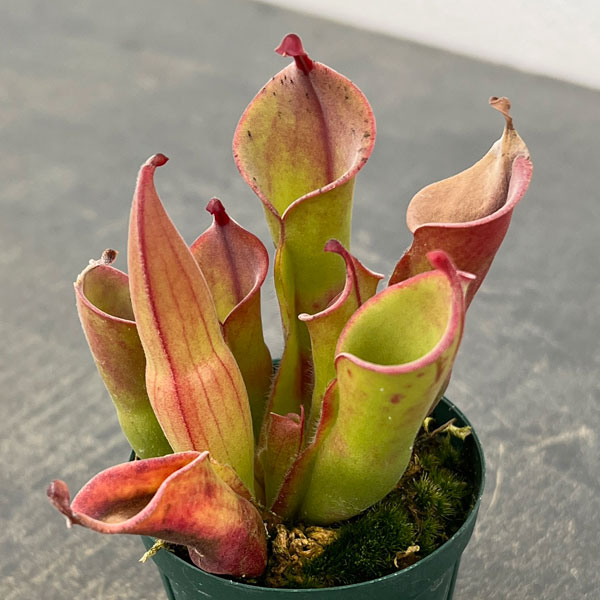 ヘリアンフォラ：ヘテロドクサ×ミノール 2号ポット