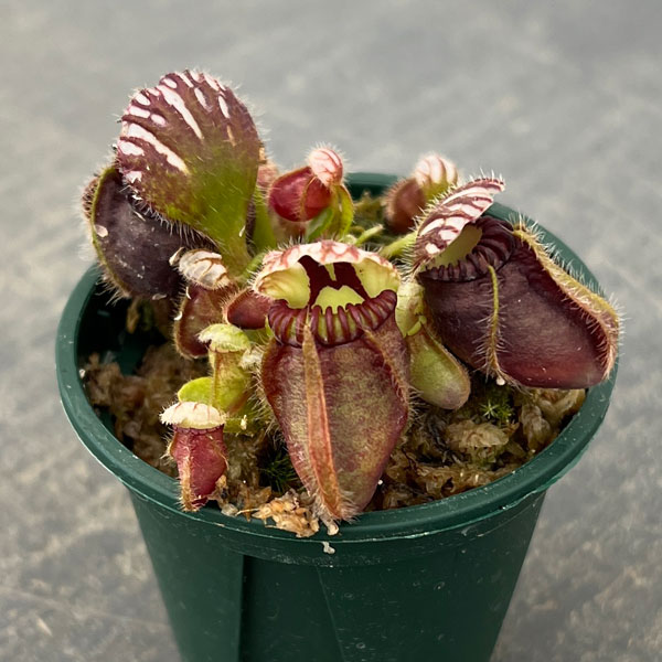 セファロタス 2号ポット