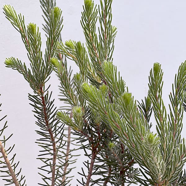 カロタムス6号鉢植え