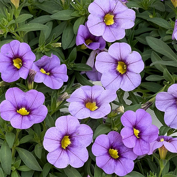 カリブラコア：サンバ　ラベンダー3.5ポット