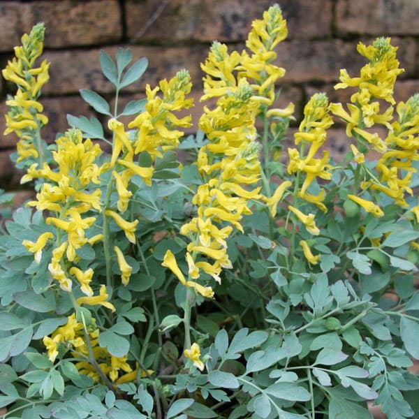 コリダリス：キャナリーフェザー5号鉢植え