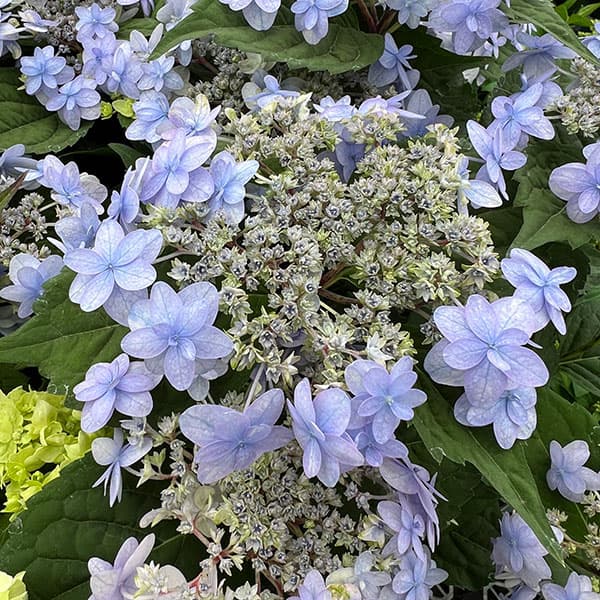 ヤマアジサイ：ぽじさい（R）　坊ヶ鶴の華（ボウガヅルノハナ）3号ポット