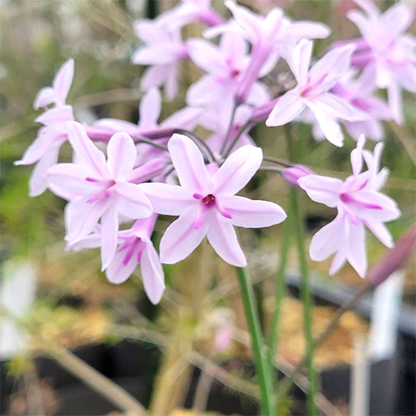 ツルバキア：アシャンティ4.5号ポット