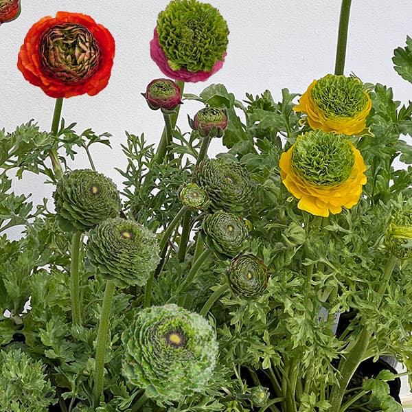 ラナンキュラス：リビエラ　フェスティバル（花色おまかせ）4.5号ポット 3株セット