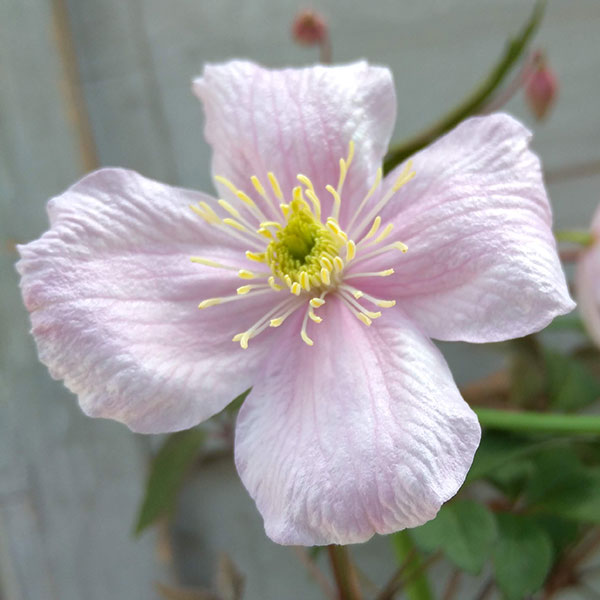 クレマチス：モンタナ メイリーン4号鉢植え