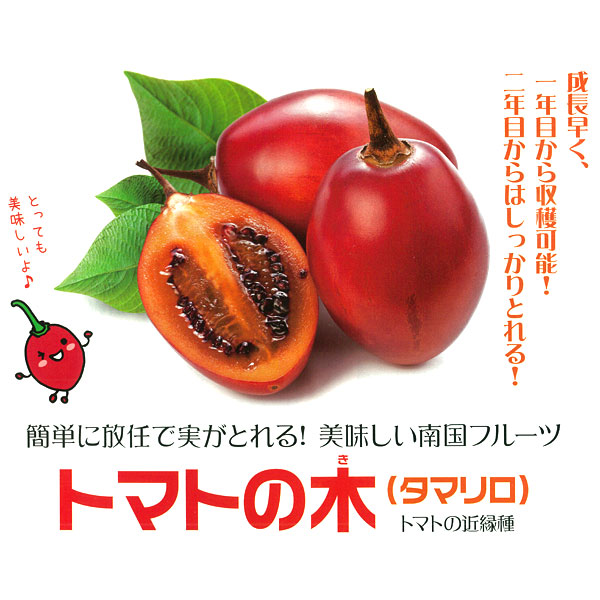 [26年5月中下旬予約]タマリロ（トマトの木） 3.5号ポット