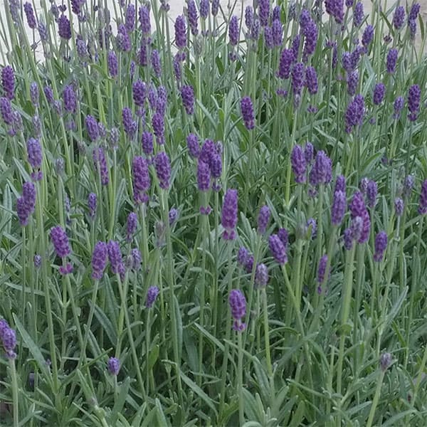 [春の鉢花予約]イングリッシュラベンダー：しほ7号鉢植え