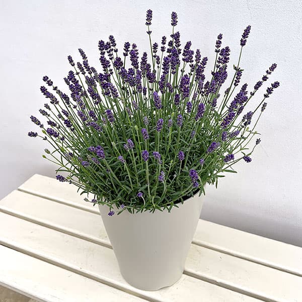 イングリッシュラベンダー：ちなつ7号鉢植え
