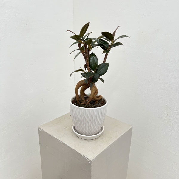 フィカス：メラニー　4号根上り仕立て　陶器鉢植え